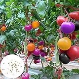 frutas raras en ingles 🥒 Son estas características de las semillas las que pueden mejorar su capacidad de siembra durante la siembra porque es fácil de plantar.