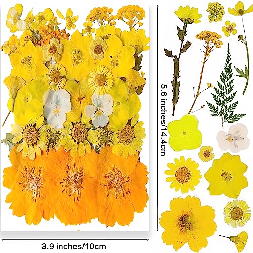 YoothBro Yellow Dried Pressed Flowers for Resin Molds,Real Natural Pressed Flowers for DIY Art Crafts,Candle Making - Image 2