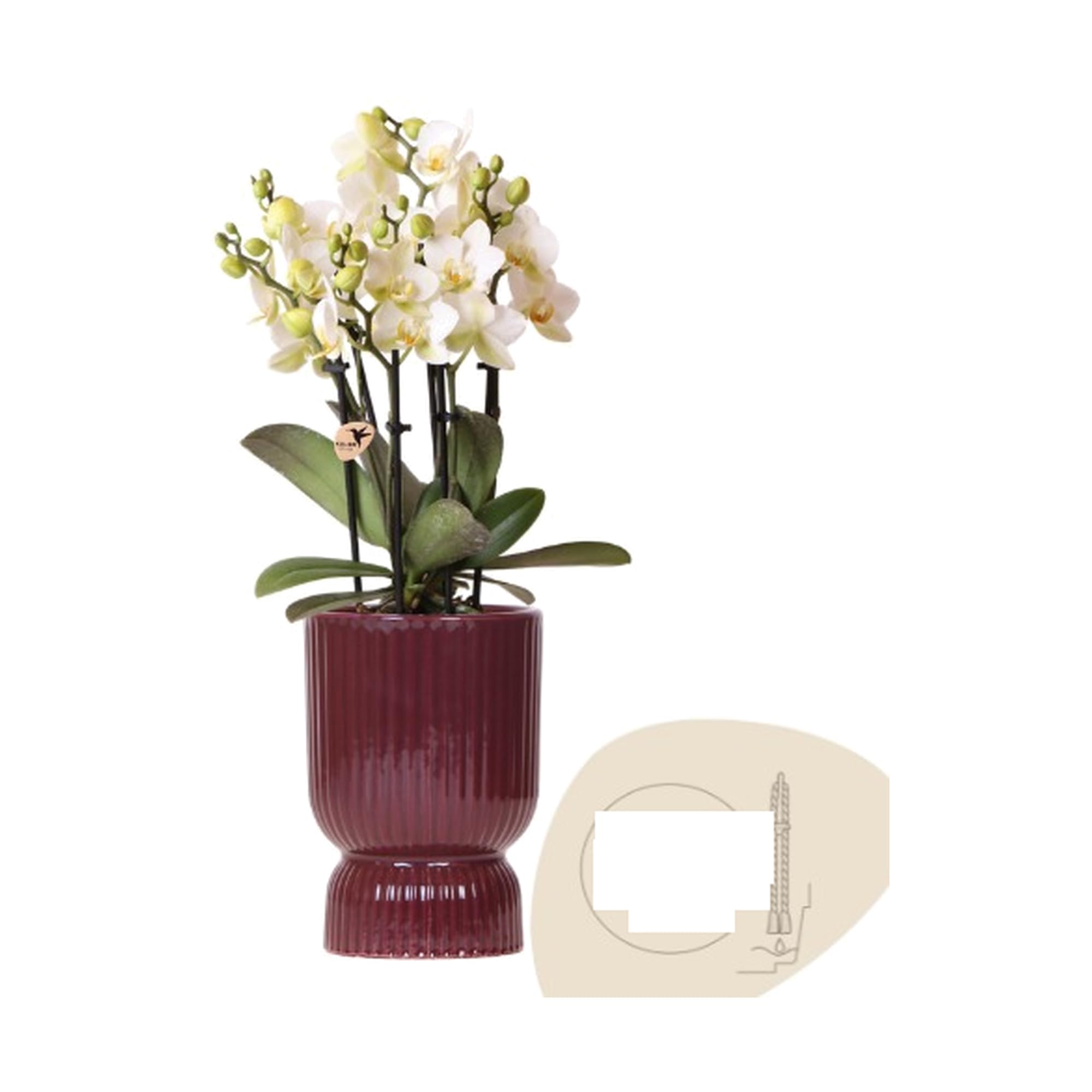 Orquídea Blanca con Maceta Roja y Mecha de Riego, Planta Interior, Ø9 cm
