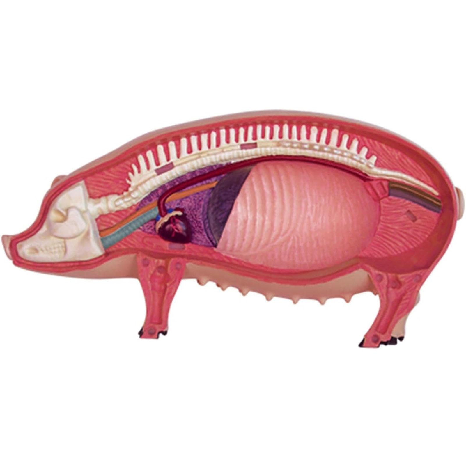 Model anatomiczny świni 4D, model szkieletu, model anatomiczny, odłączany model zwierzęcy z 19 organami i częściami ciała – model dydaktyczny do nauczania i nauki