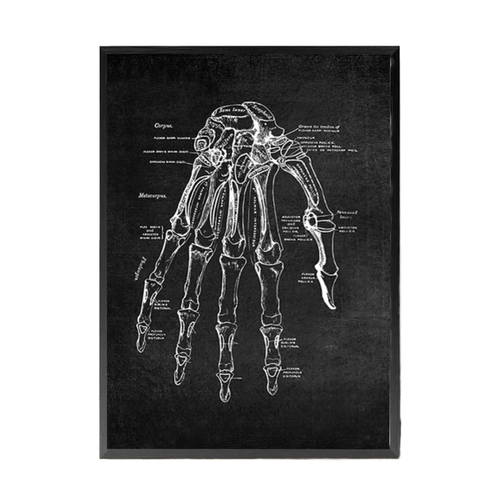 1 Szt. Anatomia Sztuka Biały I Czarny Medyczny Obraz Na Płótnie Kwiat Organ Cardio Płuco Druk Plakatu Edukacja Szpital Wystrój Domu