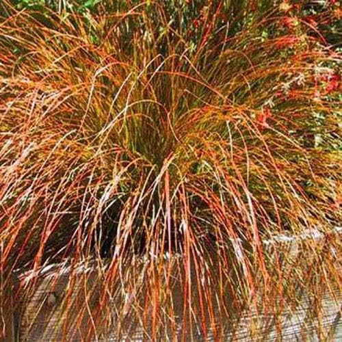 Outsidepride - 200 semillas de la hierba ornamental perenne carex (Carex testacea Prairie Fire) para sembrar