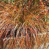 Outsidepride Carex Prairie Fire Ornamental Grass Seed – 200 Pcs. Perennial, Low-Maintenance, Drought-Tolerant Grass Seeds with Low Growing Foliage for Borders, Ground Covers, & Outdoor Living Spaces