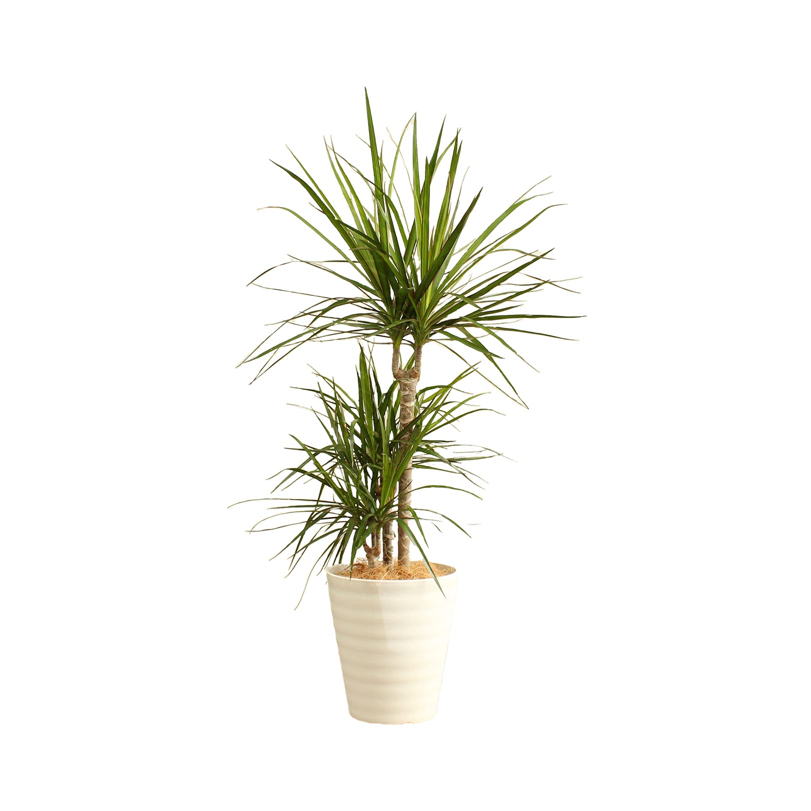 Amazon｜ドラセナコンシンネ 7号 受け皿付 【観葉植物 本物 真実の木