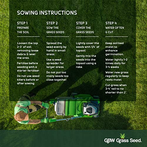 GBW Grass Seed - Premium Quality Lawn Seed 1kg - Covers up to 60 m2 (645 ft2) - Rapid Growth – Can Germinate as Quick as 10 days - Hard Wearing against Pet Urine - Tailored to UK Climate - 100% Refund - Image 4