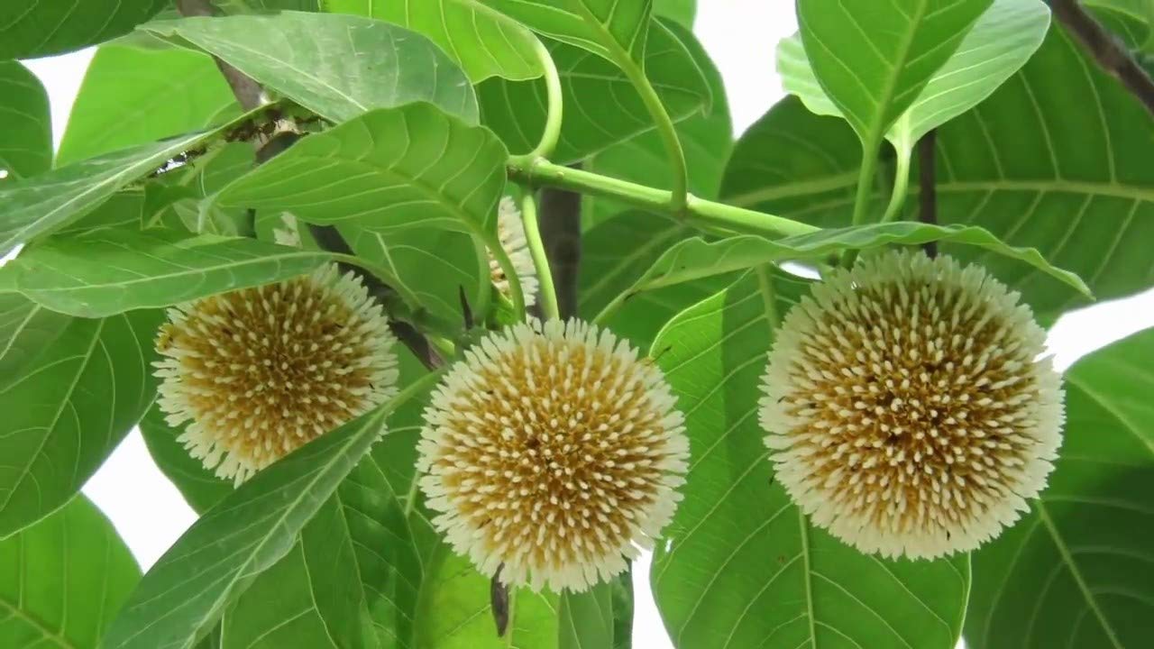 Platones Neolamarckia cadamba/Burflower Tree/Kadam/Cadamba/Kadamba Tree- 1 Live Healthy Plant (B092VFDXCM) Amazon Price History, Amazon Price Tracker