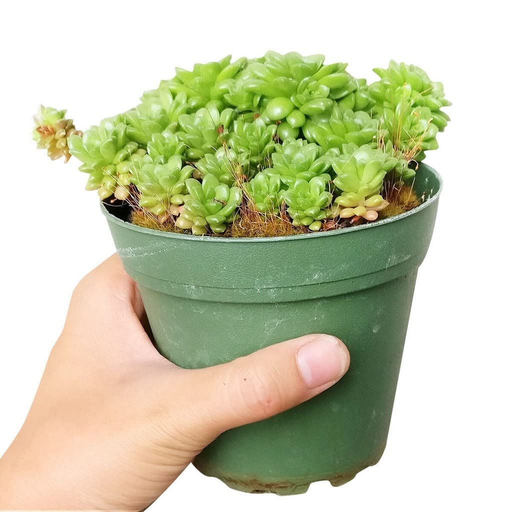 OhhSome Small Plants For Office Desk Sedum Cremnosedum Little Gem, 7 Cm Pot Indoor Good Luck (Rare Exotic Healthy Live Plant)