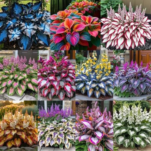 Dark Purple Heart Hosta Seeds, Midnight Blue Heart Hosta Plants, Easy to Plant, Ornamental Flowers for Planting Outdoors, Likes Humid Environment Unique and Beautiful Leaves for Gardens - 4