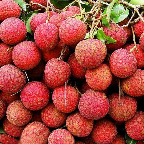 Grande promotion de graines de litchi géantes, graines de fruits de jus en pot dans le jardin et à la maison, une plante biologique vivace Paquet de 100 graines