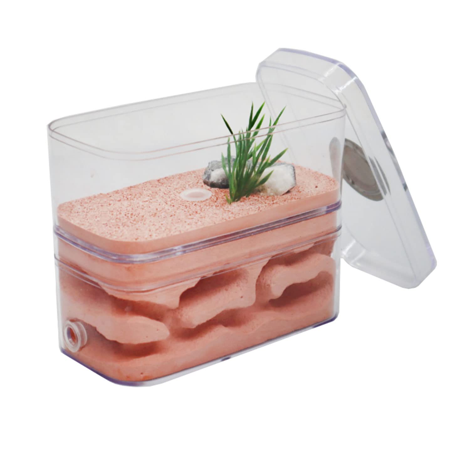 DIY Nido De Hormigas Yeso Hormiga Granja Insectos Hormigas Nidos Caja Hormiguero con Área De Alimentación Villa Mascota Manía Avanzada para Hormigas De Casa
