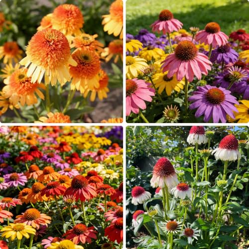 1000+ Echinacea Purpurea Seeds for Planting Mixed Color Echinacea Coneflower Seeds Perennial Cone Flower Seed for Home Garden Potted Decoration