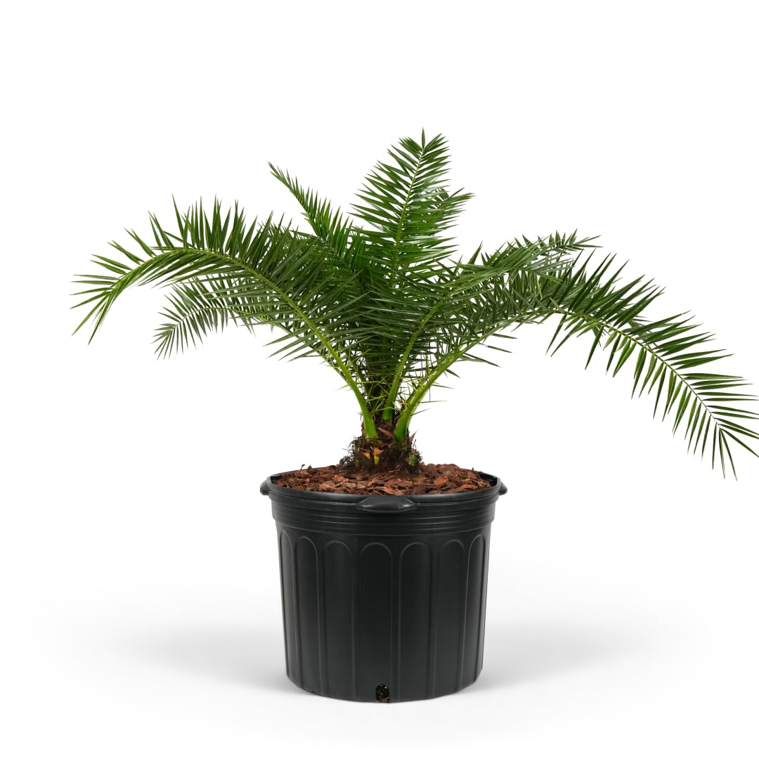 Amazon.com : Canary Island Date Palm - Majestic Phoenix canariensis, Pineapple  Palm, Architectural Tropical Outdoor Live Palm, Low Maintenance, Drought  Tolerant Accent Plant (7gal Pot, 5-6ft) : Patio, Lawn & Garden