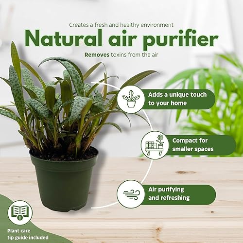 Miniatura 8 de BubbleBlooms Planta de leopardo Squill de plata, Ledebouria socialis, 4 pulgadas