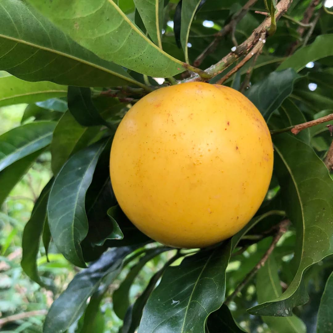 M-Tech Gardens Rare Brazilian Abiu Fruit Plant (Dwarf Abiu, Hybrid) Pouteria caimito Exotic 1 Live Fruit Seedling Plant