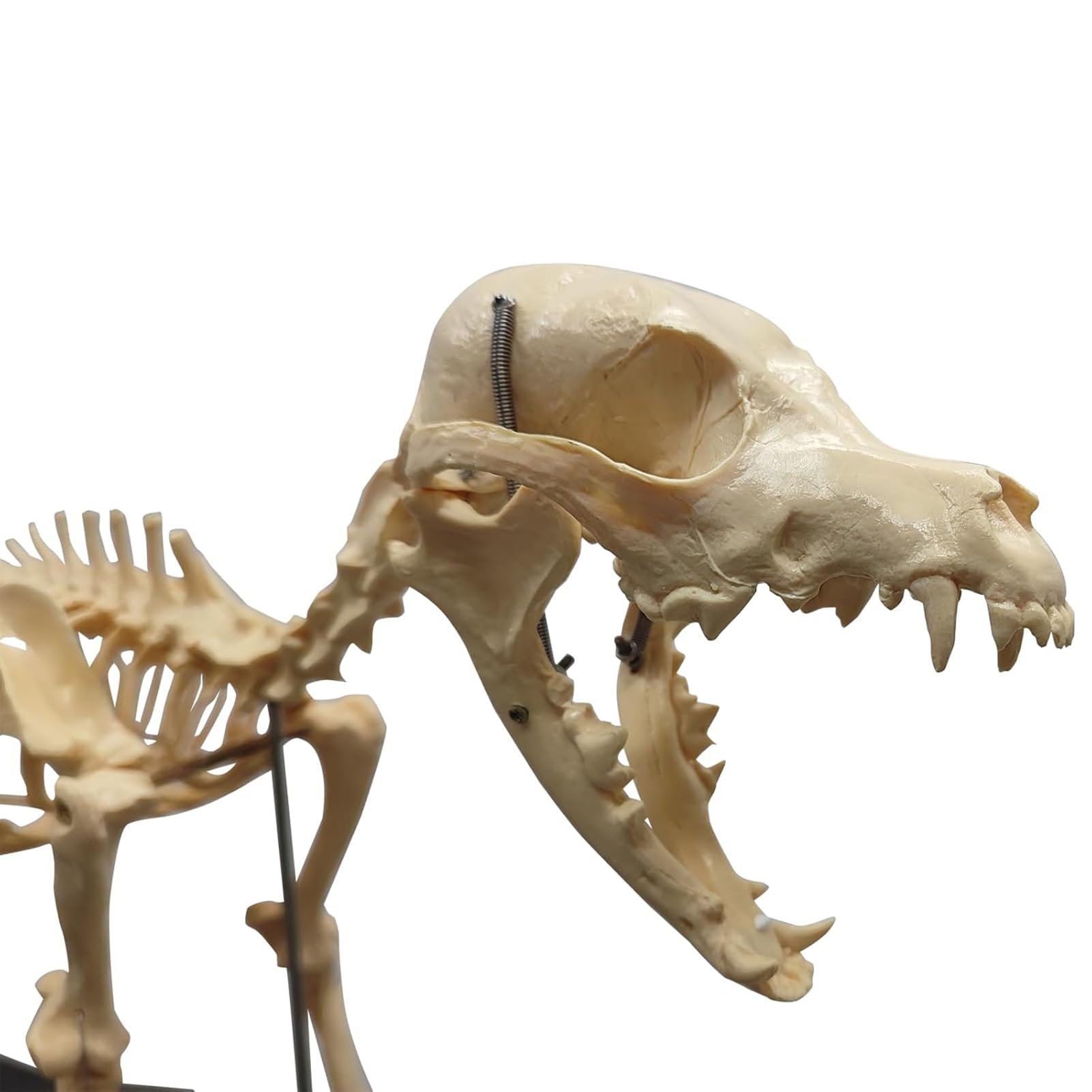 Model szkieletu psa - rozmiar 64 cm medyczny anatomiczny szkielet psa do nauczania weterynarii i prezentacji