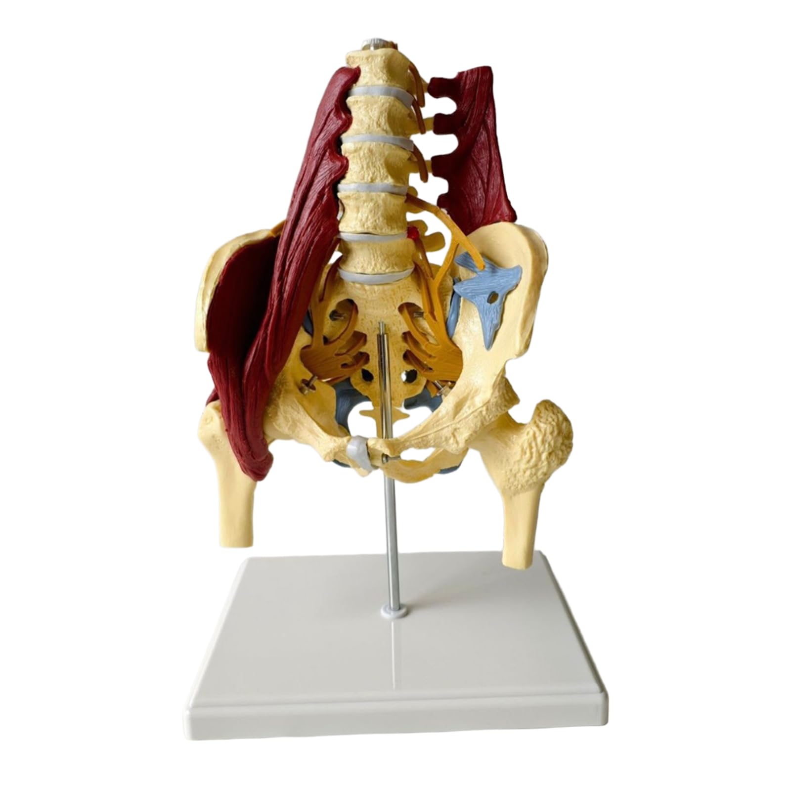 Proporzione adulta colonna lombare con muscoli e muscoli pelvici modello colonna vertebrale e modello scheletrico pelvico per educazione medica