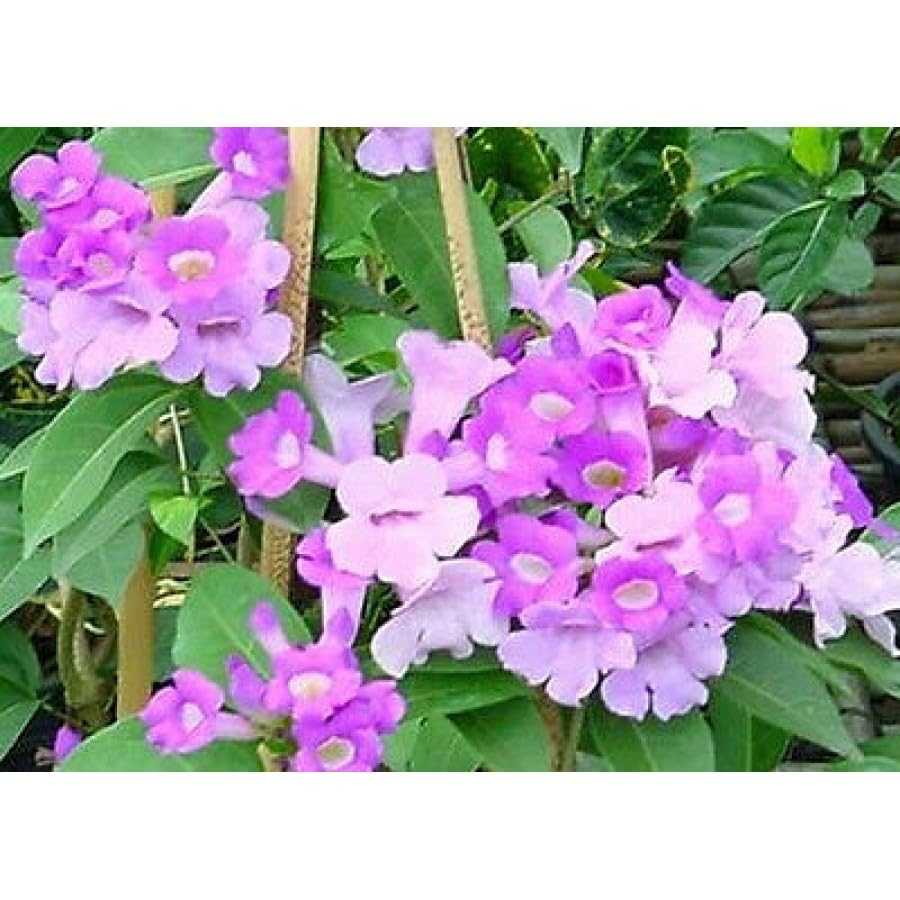 Garlic Vine Creeper Live Healthy Imported Hybrid Quality plant Time To Blooming- 6 Months (B0CFMBP9T5) Amazon Price History, Amazon Price Tracker