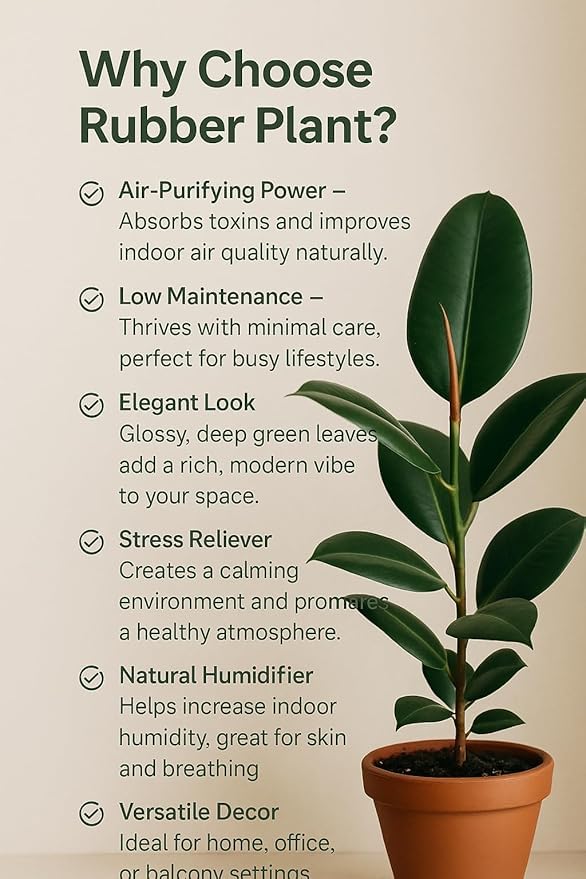 Image of Live Rubber Plant (Ficus elastica) - Air Purifying Indoor Houseplant, Elegant Dark Green Leaves, 1 Healthy Sapling in Paper bag | Easy Care | Home & Office Decor inch