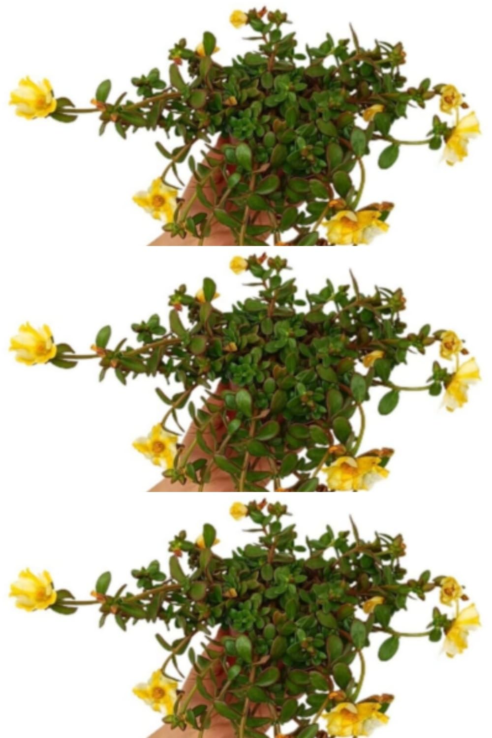 Pack de 3 plantas de Verdolaga, 20-25 cm. Planta rastrera, suculenta, flores variadas Segura Garden.