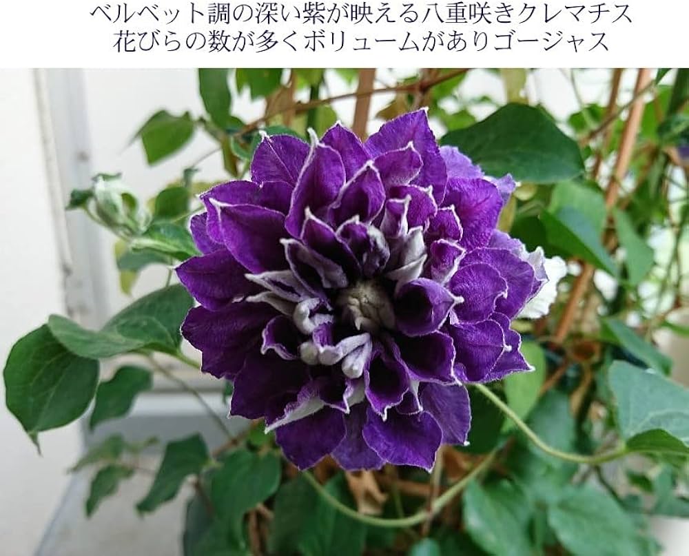 サマーセール35%オフ クレマチス苗 HFヤング 母の日のプレゼントに