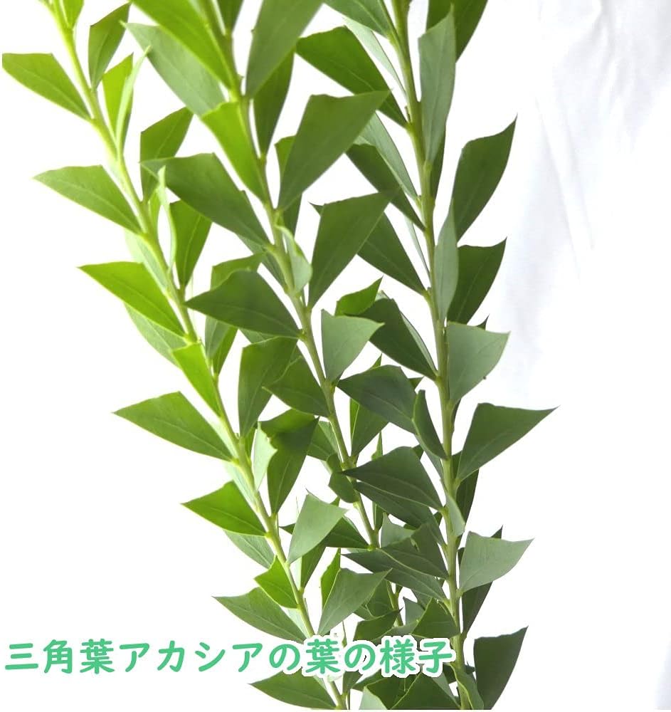 Amazon Co Jp 選べる 変わり種アカシア 苗 苗木 三角葉アカシア ６号鉢 樹高約60 70cm アカシア ミモザ ギンヨウアカシア 銀 葉アカシア 銀葉 シルバーリーフ 庭木 生垣 庭木 鉢物 シンボルツリー 記念樹 プレゼント ギフト ホーム キッチン