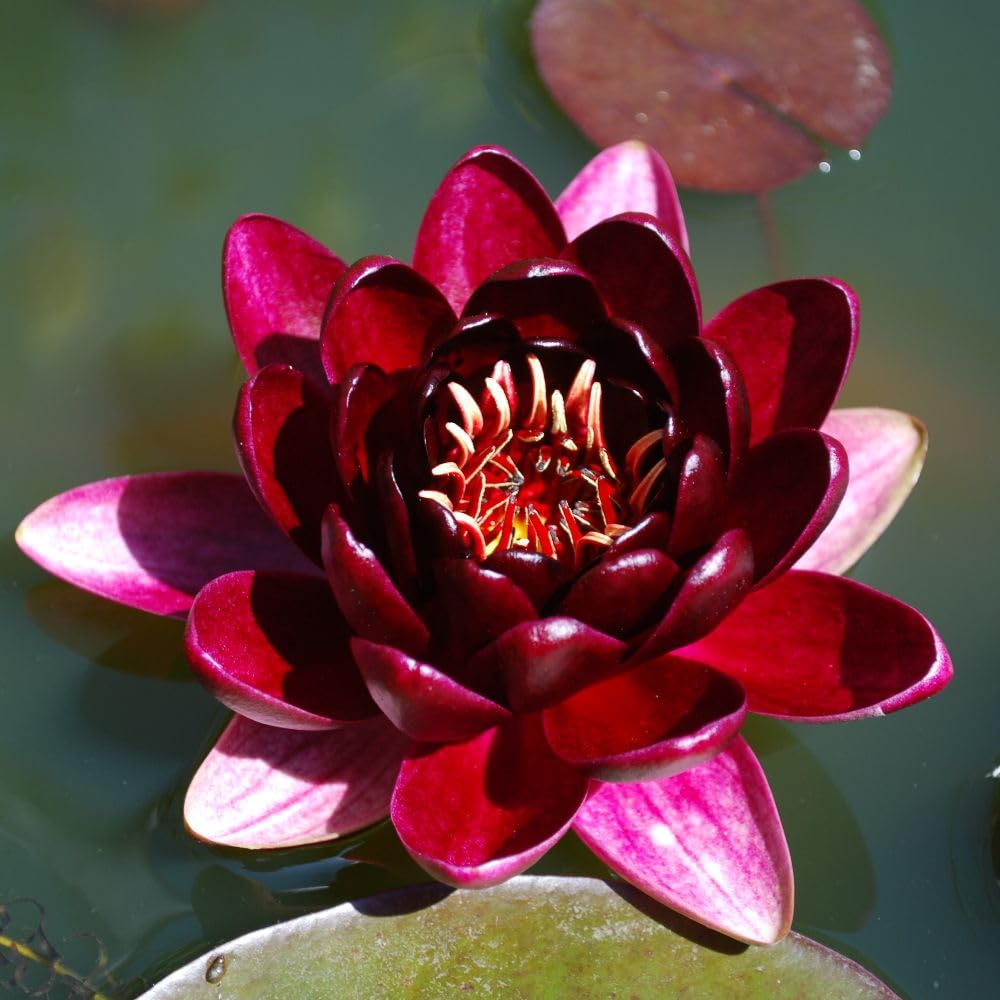 Nymphaea Waterlily Black Princess Aquatic Pond Plant Award Winning Deep Red Variety with Exotic Near Black Peony Like Flowers Long Blooming RHS Merit 2X 3.5 Litre Pot by Thompson and Morgan