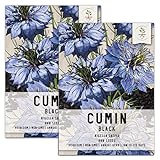 Seed Needs, Black Cumin Herb Seeds for Planting (Nigella Sativa) Twin Pack of 800 Seeds Each - Heirloom, Non-GMO & Untreated