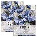 Package of 800 Seeds, Black Cumin (Nigella sativa) Non-GMO seeds by Seed Needs