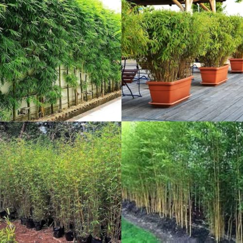 Image of Nutan Outdoor Bamboo Fencing Plant || 25 + plants || packet of 1 live