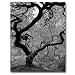 Trademark Fine Art Japanese Tree II by David Farley Canvas Wall Art, 24x32-Inch