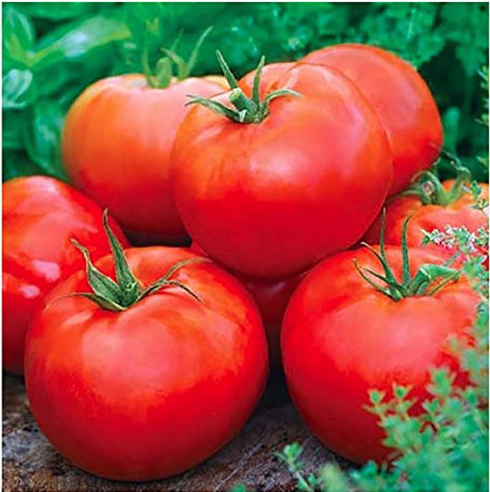 Miniatura 3 de Ace 55 Semillas de tomate - Tomate grande - Uno de los tomates más deliciosos para el cultivo casero,