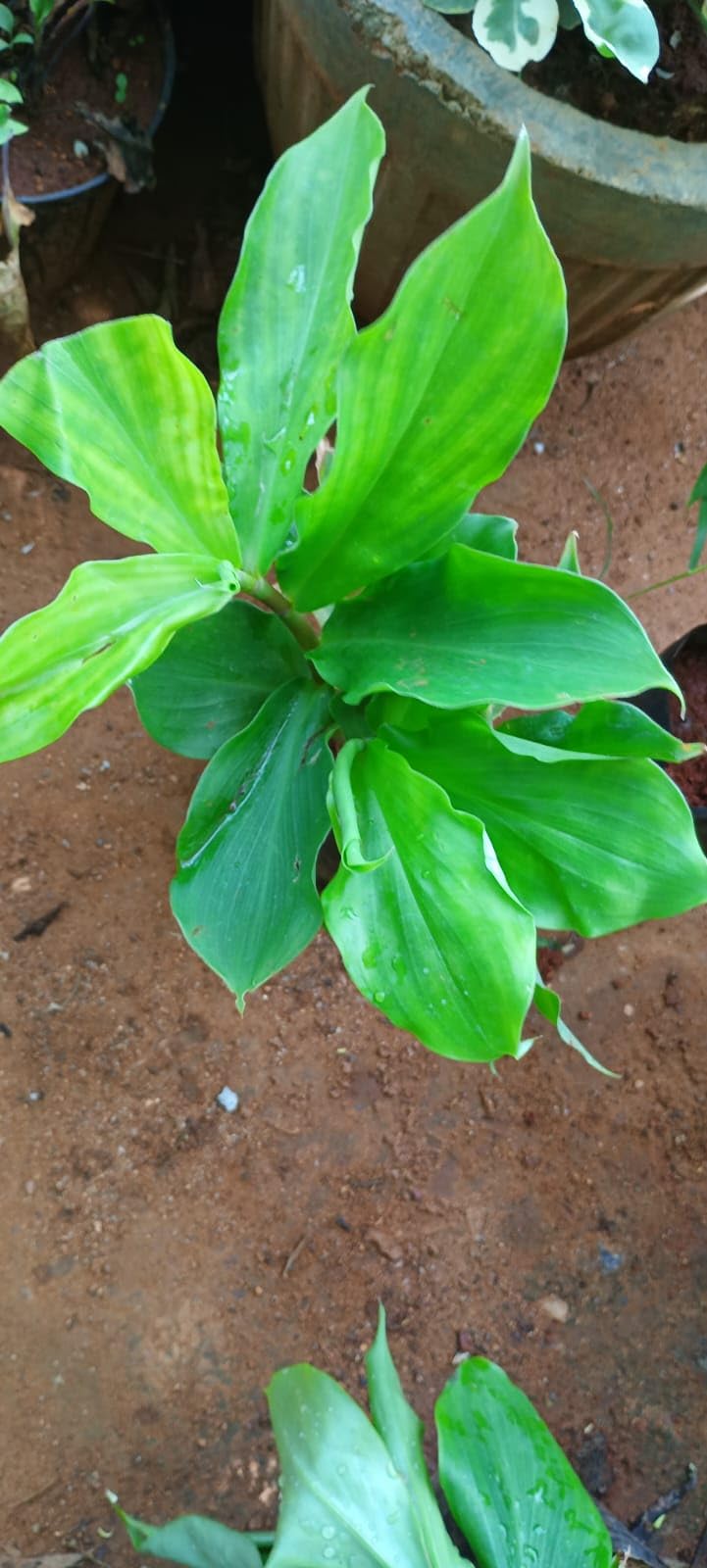 anuraj farms Costus Igneus Insulin Live Medicinal Plant (B0C9Y57LPD) Amazon Price History, Amazon Price Tracker
