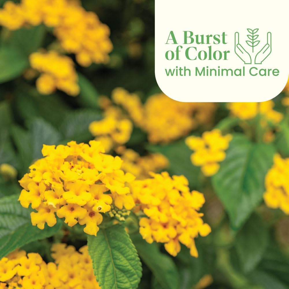 American Plant Exchange Lantana 'Gold' – 6-Inch Pot – Live Flowering Shrub with Bright Yellow Blooms, Heat-Tolerant Outdoor Plant for Gardens, Patios, Containers & Pollinator Landscapes