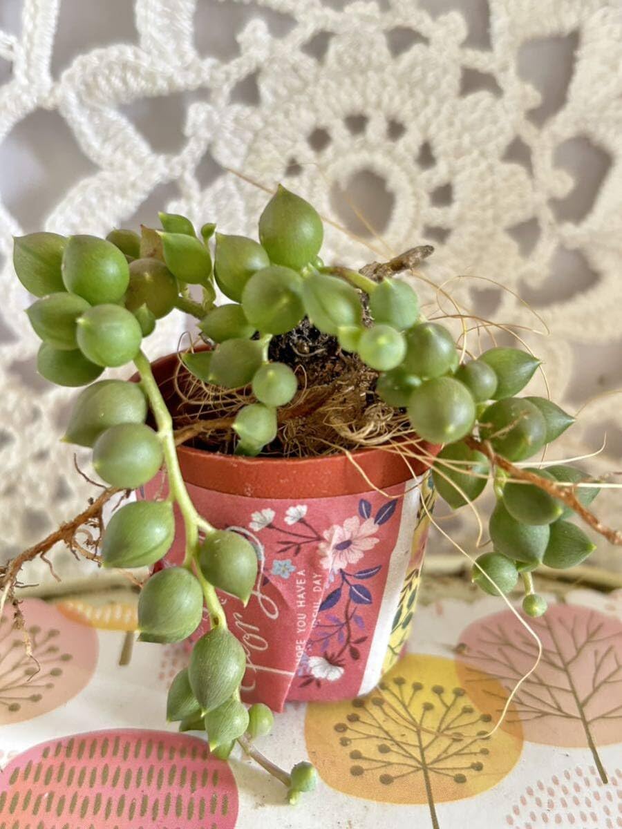 sale♪ セネシオグリーンネックレス2 sale♪ セネシオグリーンネックレス2 園芸ネット本店｜セネシオ：人気