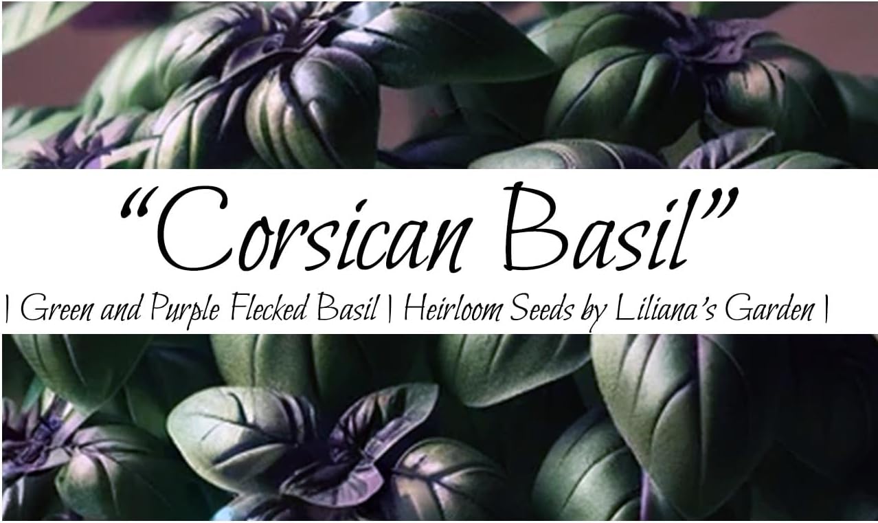 Amazon.com : “Corsican” Basil Seeds – Distinct Deep Purple Basil with ...