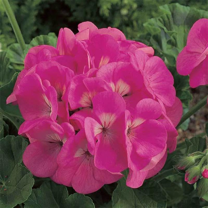 Maverick Series Geranium Pink ~10 Seeds – Pelargonium x hortorum – Non-GMO, Annual – Compact 12-18' Plants – 4-6' Blooms – for Containers, Borders & Flower Beds – 91-105 Days