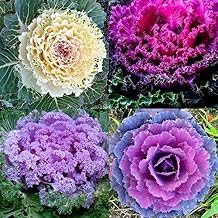 Colorful Japanese Ornamental Cabbage Osaka Mix 45 Seeds for Planting Decorative Kale Seeds Non-GMO