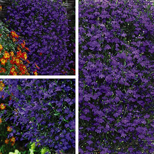 Monsoon Lobelia pendula Crystal Palace Trailing Version Midnight Blue Garden Plant Half-Hardy Annual Flowering Garden Plants Easy to Grow Your Own 12 x Garden Ready Plants by Thompson and Morgan