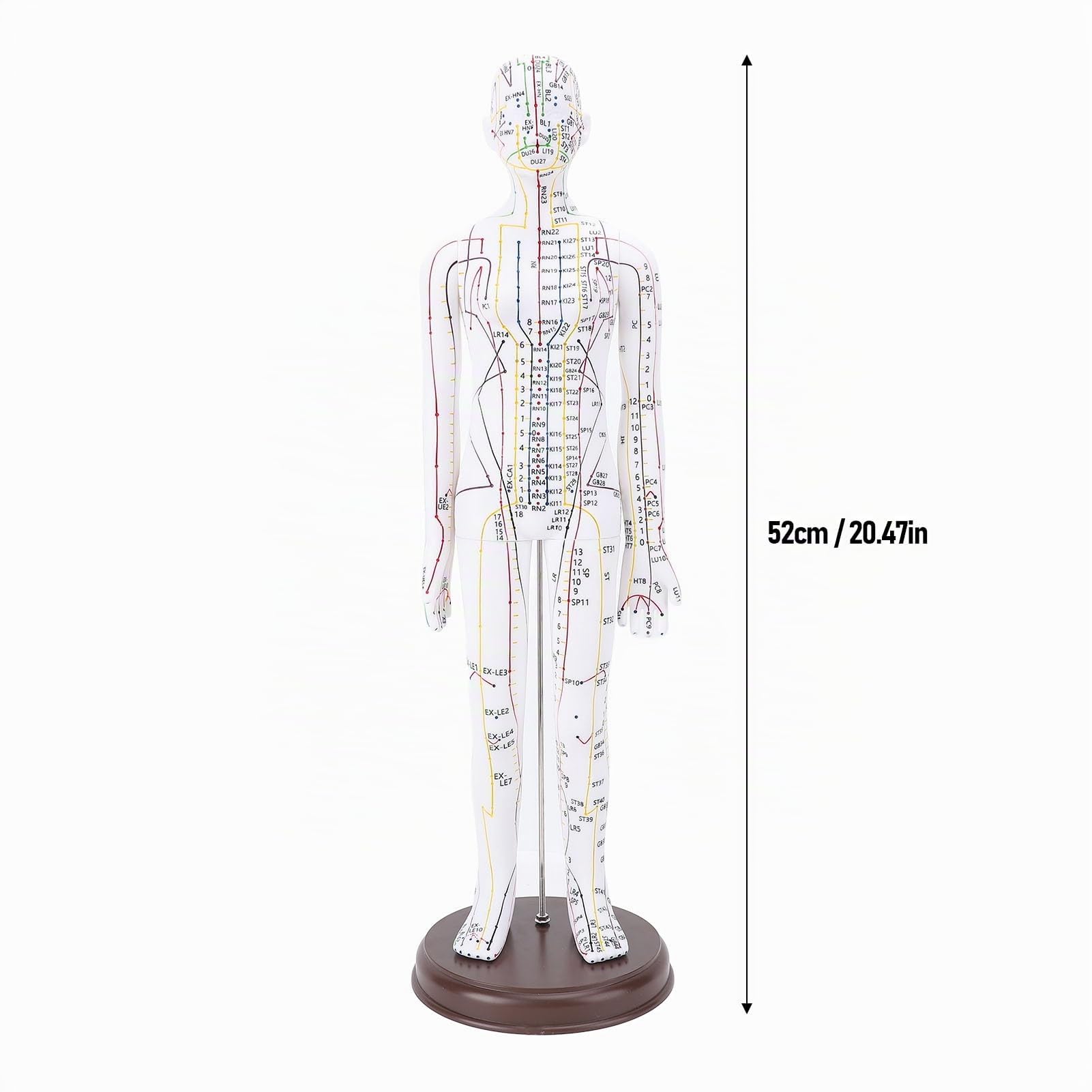 Modèle d'acupuncture, modèle de méridiens féminins de 52 cm, modèle d'acupuncture masculin avec points anglais, sculpture anatomique humaine pour la formation des acupuncteurs,