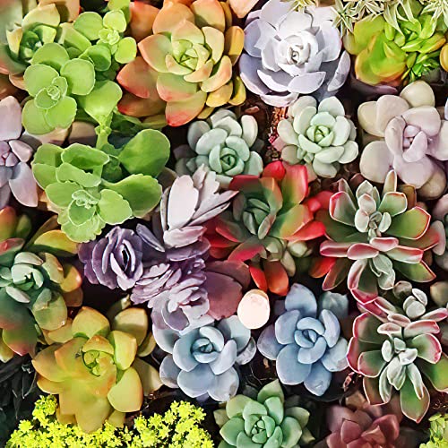 10 Assorted Live Succulent Cuttings, Rare Varieties Plant Clipping, Great For Terrariums, Mini Gardens, Diy Projects, Starter Plants, Wedding Decor Gift, No 2 Succulents Alike, Easy To Grow #TOP1