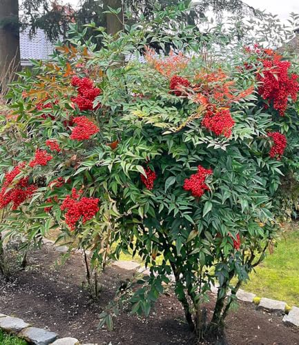BALDUR Garten 1x Himmelsbambus Nandina domestica Pflanze im 2-Liter Containertopf Beerenschmuck im Winter immergrüner Blickfang im Kübel & Beet purpurrote Herbstfärbung winterhart & pflegeleicht