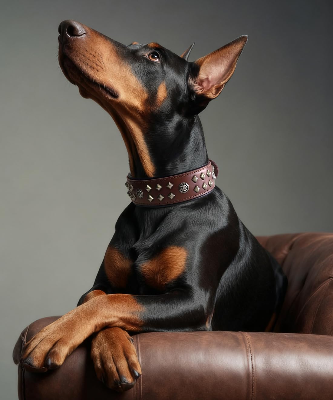 EliteGuard Hundehalsband Leder, 5,6 cm Breit, Handgefertigt Mit Nieten Und Edelstahlschnalle, Für Den Täglichen Gebrauch Bei Großen Hunden Braun 36.5-47.5 cm