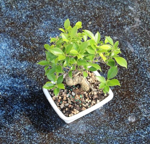 Ficus Bonsai Tree, 4-Year