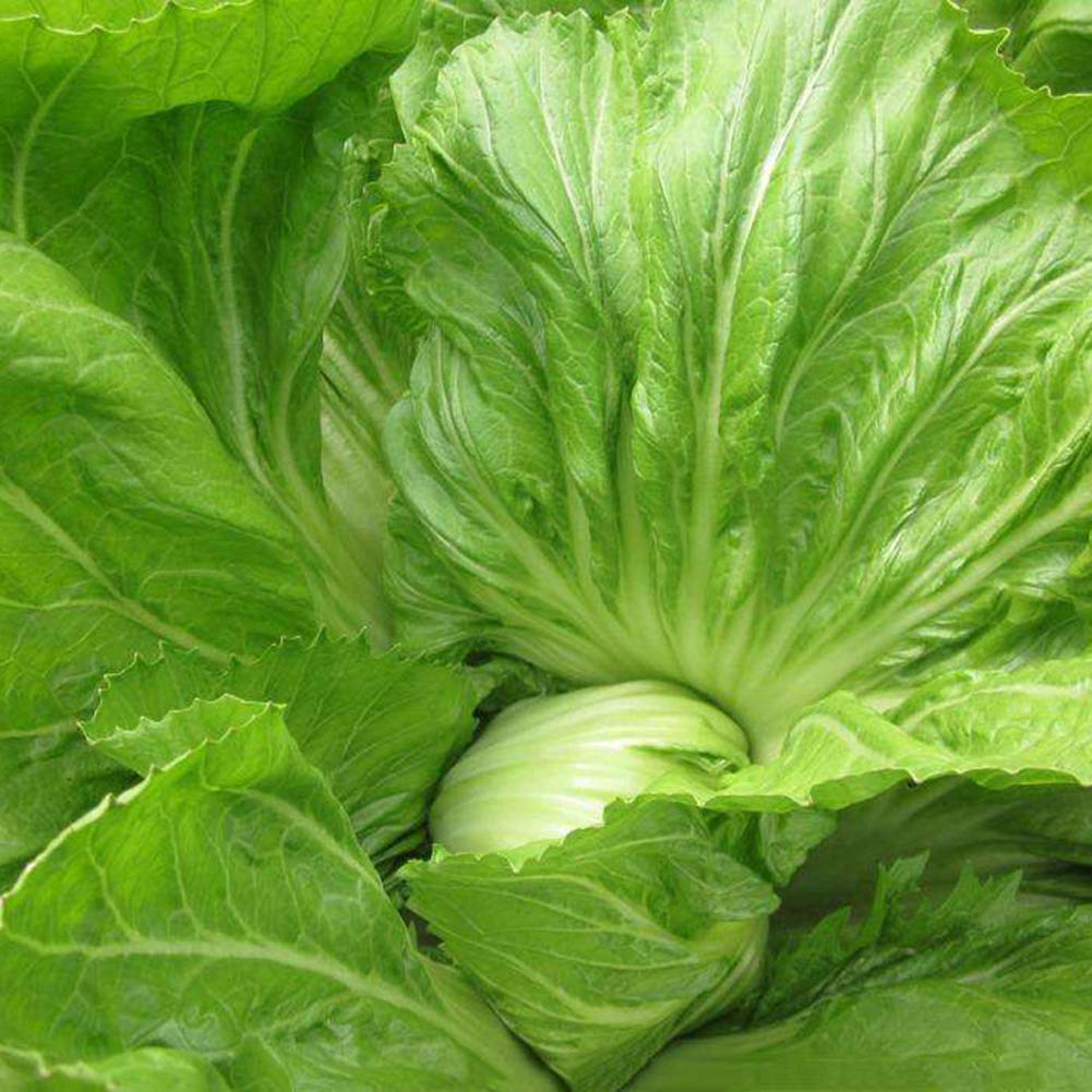 VibeX F1 Chinese mustard Seeds Brassica Juncea-1000 Seeds (B0BBGR9J5K) Amazon Price History, Amazon Price Tracker