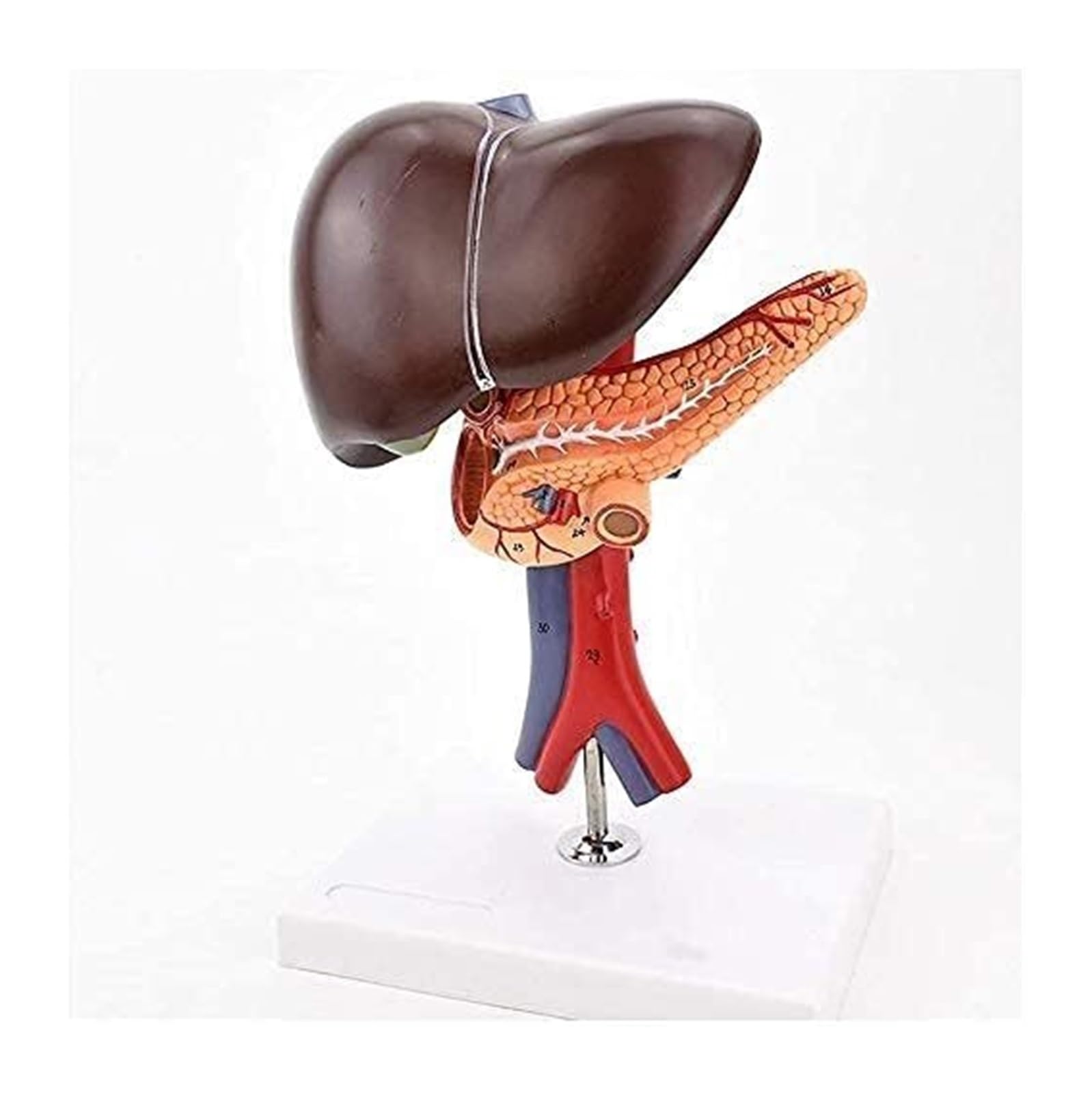 Modèle de foie pancréas duodénum pour réviser l'anatomie humaine