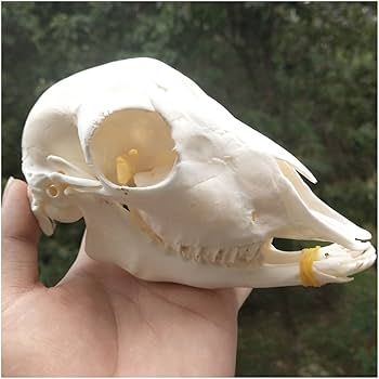 【北海道産羊】サフォーク♀頭骨標本 北海道産羊】サフォーク♀頭骨標本