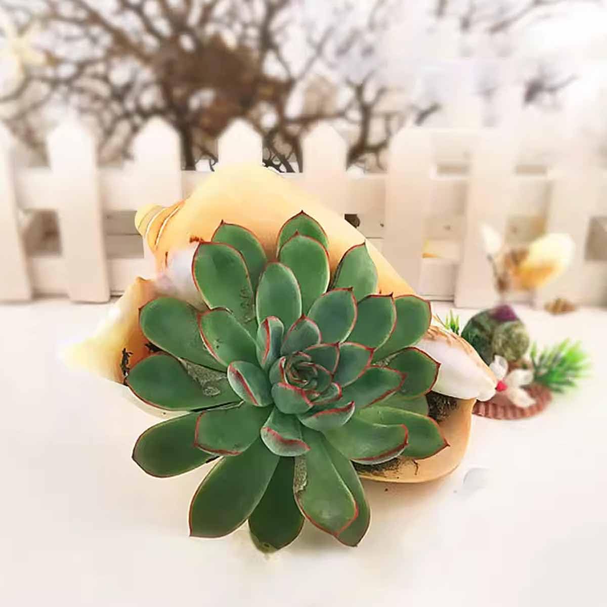 Muszla, Muszli Dekoracji Domu(12~13cm)