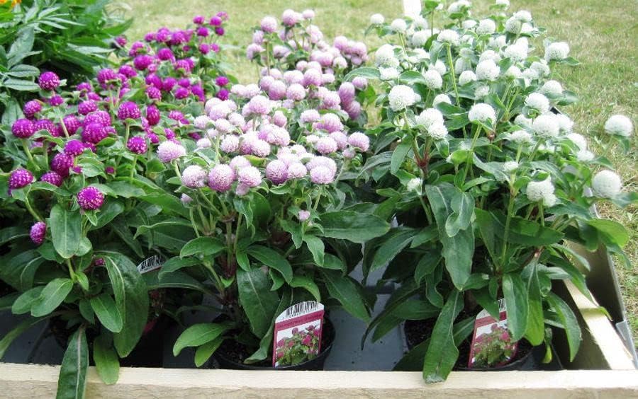 Miniatura 2 de RAISE ME UP Semillas Globo Amaranto Mix Gomphrena Flores Anuales