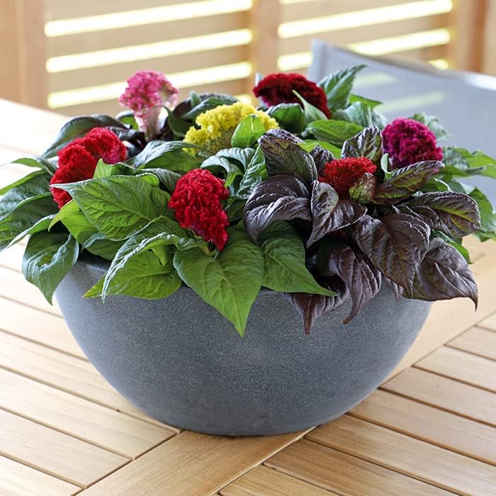 Miniatura 3 de Semillas Cockscomb Mix (Crestada, Indias Occidentales, Toreador) Flores anuales Celosia