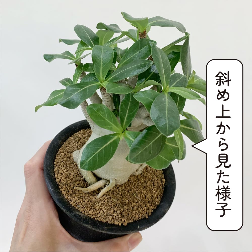 Amazon｜hananicoアデニウム アラビカム 4号 砂漠のバラ 塊根植物